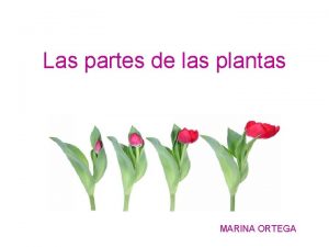 Las partes de las plantas MARINA ORTEGA CARACTERISTICAS