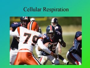 Cellular Respiration Cellular Respiration Harvesting Chemical Energy All