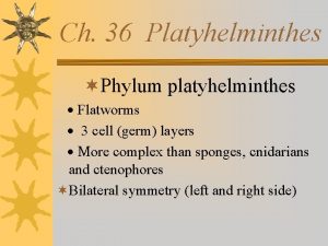 Ch 36 Platyhelminthes Phylum platyhelminthes Flatworms 3 cell