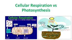Cellular Respiration vs Photosynthesis Cellular Respiration Take place