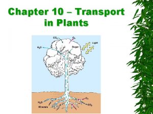 Chapter 10 Transport in Plants Transport in plants