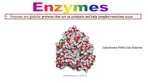 Enzymes are globular proteins that act as catalysts