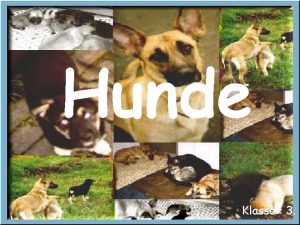 Hunde Klasse 3 Inhalt Nahrung Aussehen Lebensraum Fragen