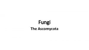 Fungi The Ascomycota Ascomycota is sister to Basidiomycota