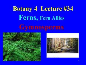 Botany 4 Lecture 34 Ferns Fern Allies Gymnosperms