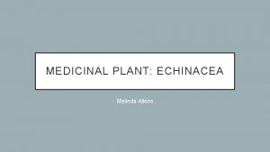 MEDICINAL PLANT ECHINACEA Melinda Atkins Echinacea purpurea Asteraceae