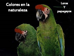 Colores en la naturaleza Loros Y papagayos No