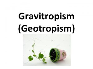 Gravitropism Geotropism Positive and negative geotropism Gravitropism is