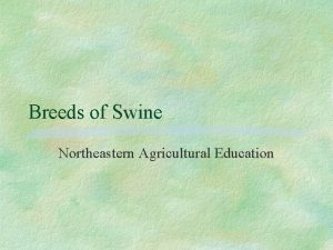 Breeds of Swine Northeastern Agricultural Education Landrace Originated