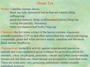 Green Tea BotanyCamillia sinensis leaves black teafully fermented