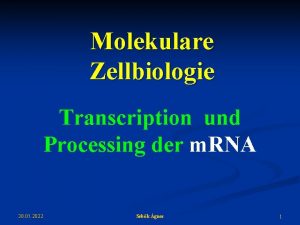 Molekulare Zellbiologie Transcription und Processing der m RNA