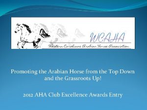 Promoting the Arabian Horse from the Top Down