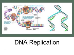 DNA Replication Replication copying of DNA The cell