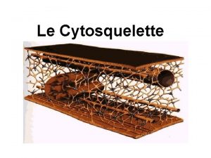Le Cytosquelette Le cytosquelette est un systme dynamique
