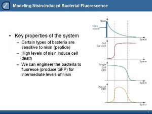 Modeling NisinInduced Bacterial Fluorescence Nisin source Key properties