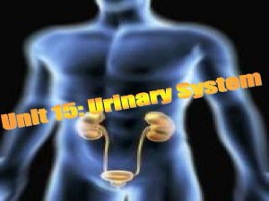 Urinary System The urinary system functions to keep
