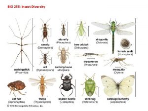 BIO 255 Insect Diversity I Insect Diversity A