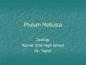 Phylum Mollusca Zoology Rainier JrSr High School Mr