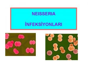 NEISSERIA NFEKSYONLARI NEISSERIA NFEKSYONLARI Neisseriaceae familyasnn yeleri kok