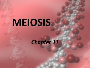 MEIOSIS Chapter 11 1 Non replicated chromosome Replicated