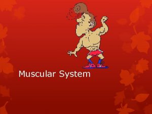 Muscular System Vocabulary Words Skeletal Muscle Visceral Muscle