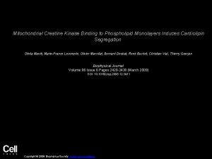 Mitochondrial Creatine Kinase Binding to Phospholipid Monolayers Induces