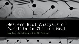 Western Blot Analysis of Paxillin in Chicken Meat