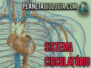 Sistema Circulatrio O que vamos ver nessa aula