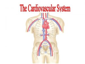 Cardiovascular System Objectives After studying this chapter you