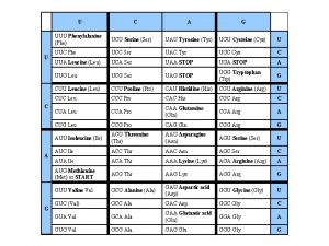 U U C A G UUU Phenylalanine Phe