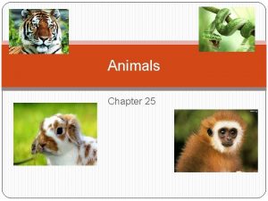 Animals Chapter 25 What is an Animal Animals