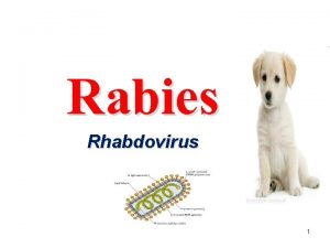 Rabies Rhabdovirus 1 Early Rabies It has been