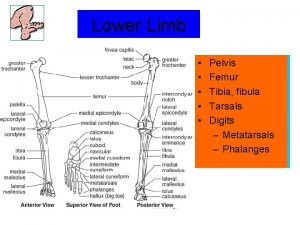 Upper Limb Lower Pelvis Scapula Humerus Femur Radius