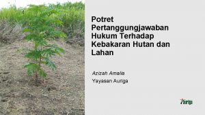 Potret Pertanggungjawaban Hukum Terhadap Kebakaran Hutan dan Lahan