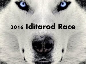 2016 Iditarod Race What is the Iditarod Race