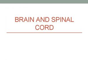 BRAIN AND SPINAL CORD Central Nervous System Made