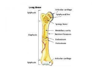 Articular cartilage Epiphysis Epiphyseal line Spongy bone Medullary