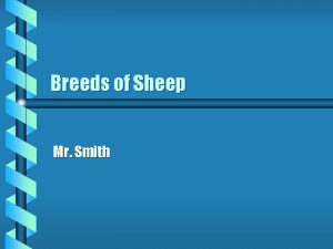 Breeds of Sheep Mr Smith Sheep Facts b