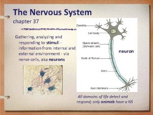 The Nervous System chapter 37 Gathering analyzing and