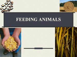 FEEDING ANIMALS REASONS WHY ANIMALS NEED FEED MAINTENANCE