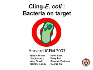 ClingE coli Bacteria on target Harvard i GEM