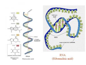 RNA Ribonucleic acid m RNA t RNA nucleolus