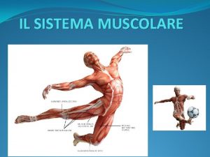 IL SISTEMA MUSCOLARE LA COMPONENTE ATTIVA DELLAPPARATO LOCOMOTORE