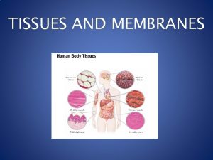 TISSUES AND MEMBRANES Tissues cells that are grouped