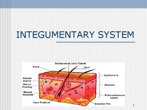 INTEGUMENTARY SYSTEM 1 I Integumentary Structure and Function