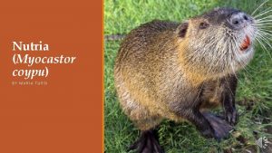 Nutria Myocastor coypu BY MARIA TURSI Semiaquatic rodents