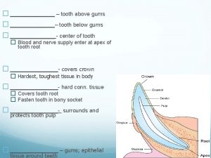 tooth above gums tooth below gums center of