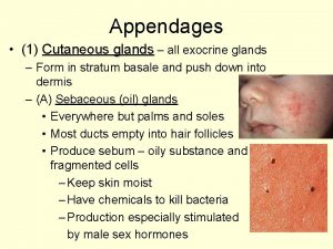 Appendages 1 Cutaneous glands all exocrine glands Form