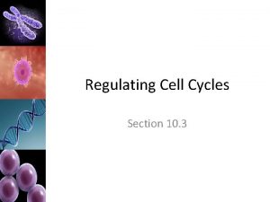 Regulating Cell Cycles Section 10 3 Regulating Cell