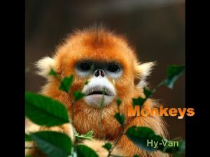 HyVan Golden Snubnosed Monkey Black Snubnosed Monkey Yunnam